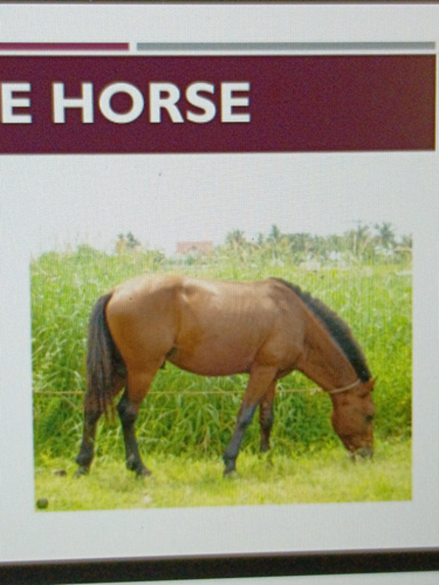<p>-Ancestors of island-born ponies are imported from Malaysia, China &amp; Japan</p><p>-Kabayo- ponies, "primitive" traits</p><p>-"True Horses" - brought by Spanish colonizers</p>