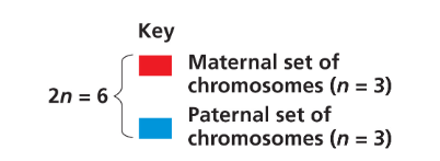 <p>n = 3 (maternal)</p><p>n = 6 (paternal)</p>
