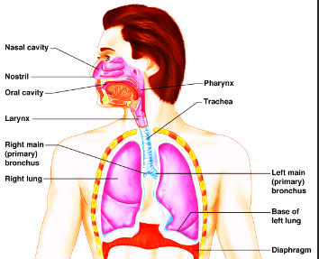 <ul><li><p>Nasal Cavity</p></li><li><p>Pharynx</p></li><li><p>Larynx</p></li><li><p>Trachea</p></li><li><p>Bronchi</p></li><li><p>Lungs</p></li><li><p>Alveoli</p></li></ul>