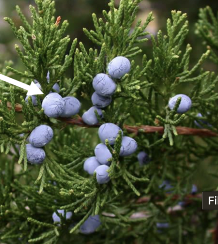 <p>berry-like, scales, dark blue</p>