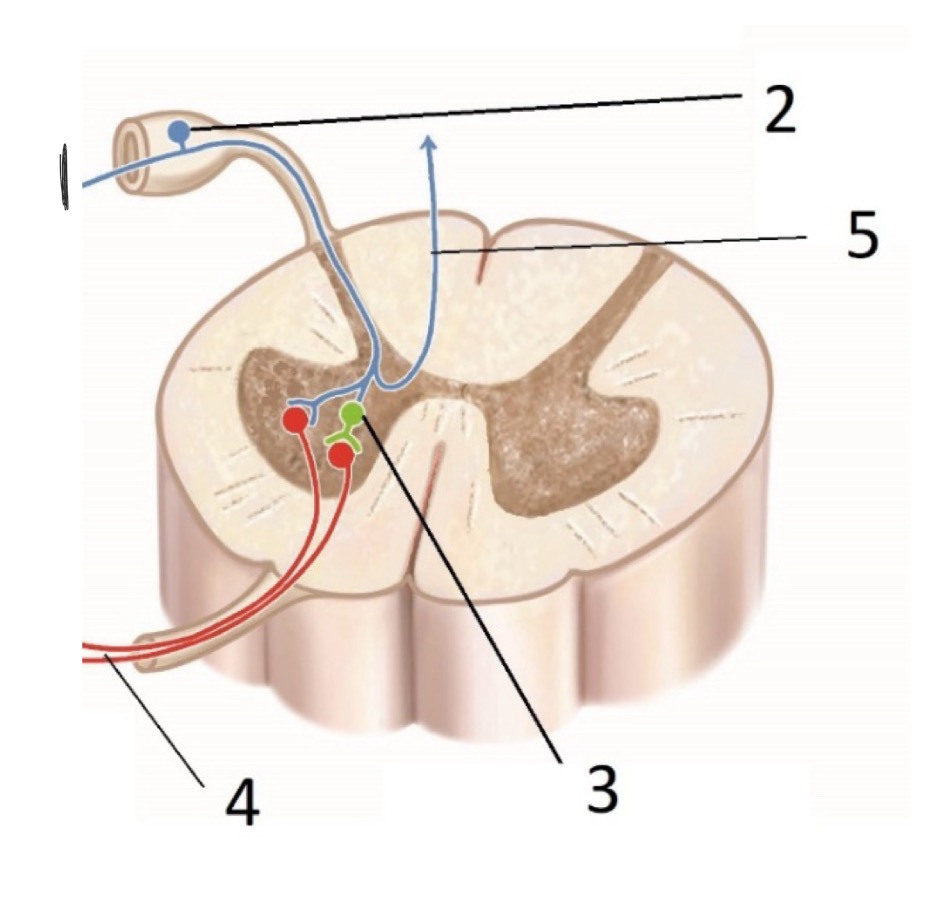 <p>What is #5? (Sensory Receptors)</p>