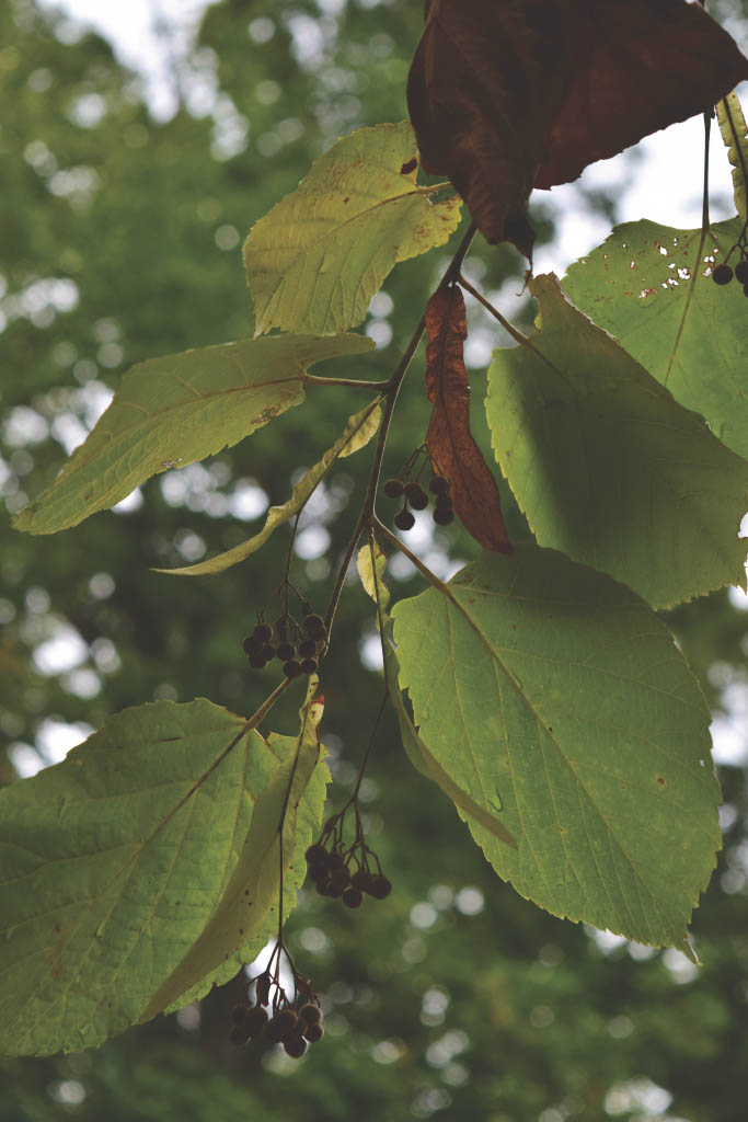 <p>What is the common name?</p>