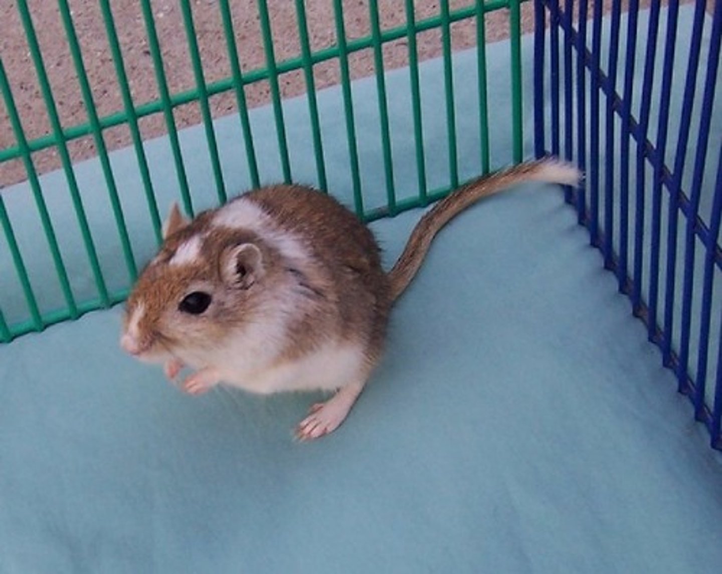<p>Animal used in research or teaching</p>