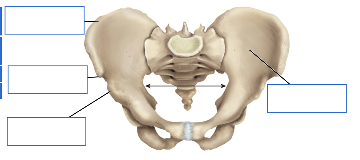 <p>Identify the features of the ILIUM</p>