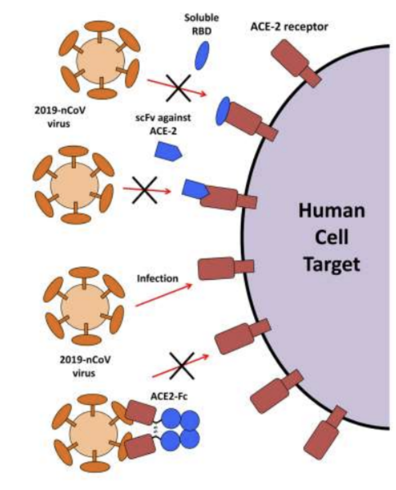<p><em>Introduce:</em></p><ul><li><p>Soluble components of RBD of SARS-CoV-2 to block its binding to receptor</p></li><li><p>Antibody fragments specific to receptor to block virus binding</p></li><li><p>Antibody fragments which bind to virus, blocking binding of virus to receptor</p></li><li><p>Ligands binding to receptor and thus preventing virus from binding to receptor</p></li></ul><p></p>