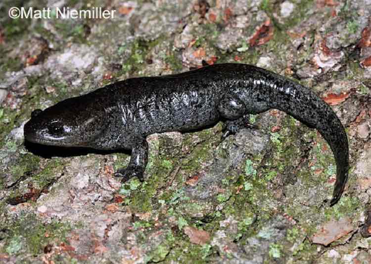 <p>short, stocky body (3 to 4 inches long), rounded head, short tail, and short, stocky legs. They may vary in color from light gray to light brown, dark gray, or black; light gray specks upon the back and sides may be unnoticeable in many specimens.</p>