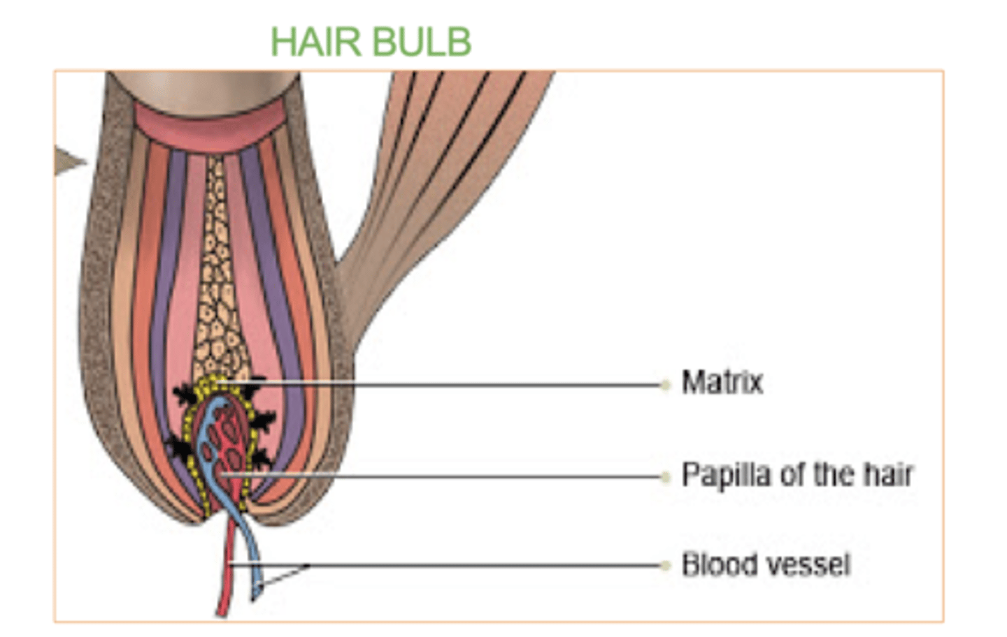 <p>what supplies nutrients and signals needed for hair growth.</p><p>It contains blood vessels and nerves.</p>