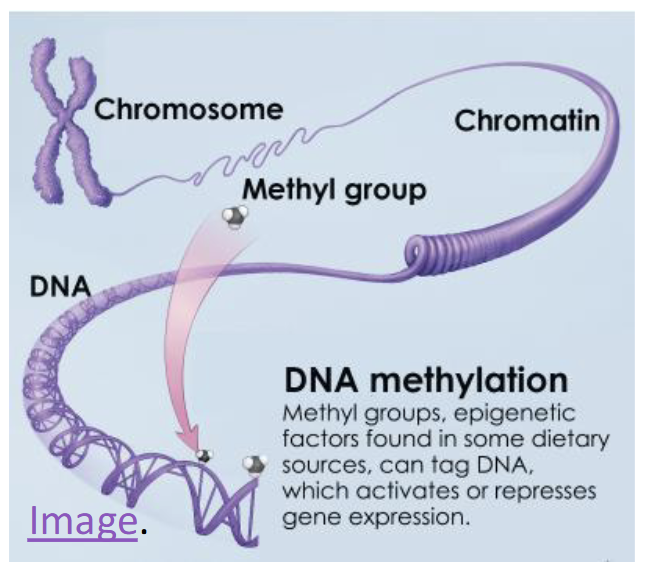 <p>Regeneration of THF</p><p>DNA syntehsis & repair</p><ul><li><p>synthesis of building blocks of DNA and RNA(purines & pyrimidines)</p></li></ul><p>Neural Tube development</p><ul><li><p>methylation as key regulator of gene expression</p></li></ul><p>Amino Acid metabolism</p><ul><li><p>Hcy to Met conversion(also involes B12)</p></li></ul><p></p>