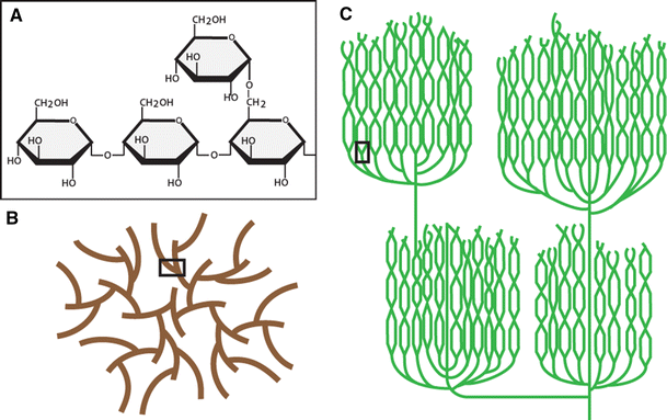 <p>polymers made out of alpha glucose </p>