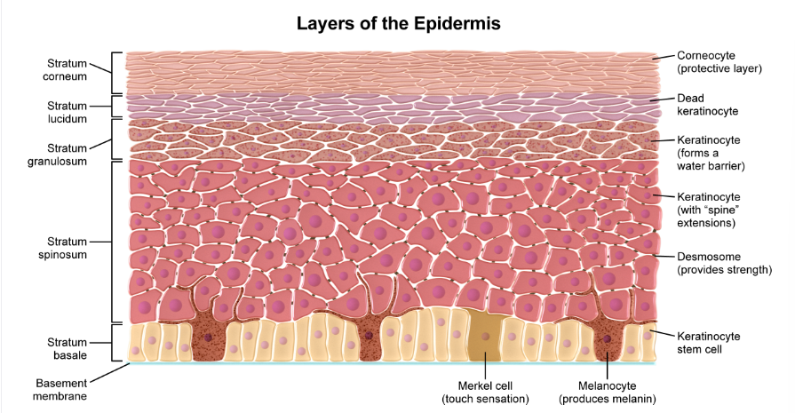 <p>Layers of the Epidermis MEMORIZE </p>