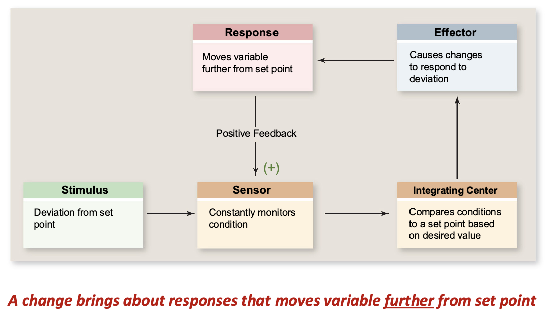 <p>response move variable in SAME DIRECTION as initial stimulus</p><ul><li><p>stimulus is reinforced until a climactic event is reached, then the body returns to homeostasis (ex: childbirth)</p></li><li><p>hint: if the system includes the brain, its likely positive</p></li></ul><p></p>