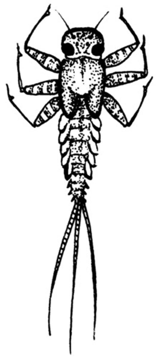 <p>Class 1, larval development can take 3 months-3 years, feathery gills line side of abdomen, three tail filaments, large part of diet for many fish, incomplete metamorphosis</p>