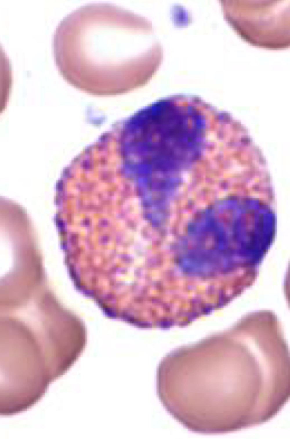 Identify this cell.