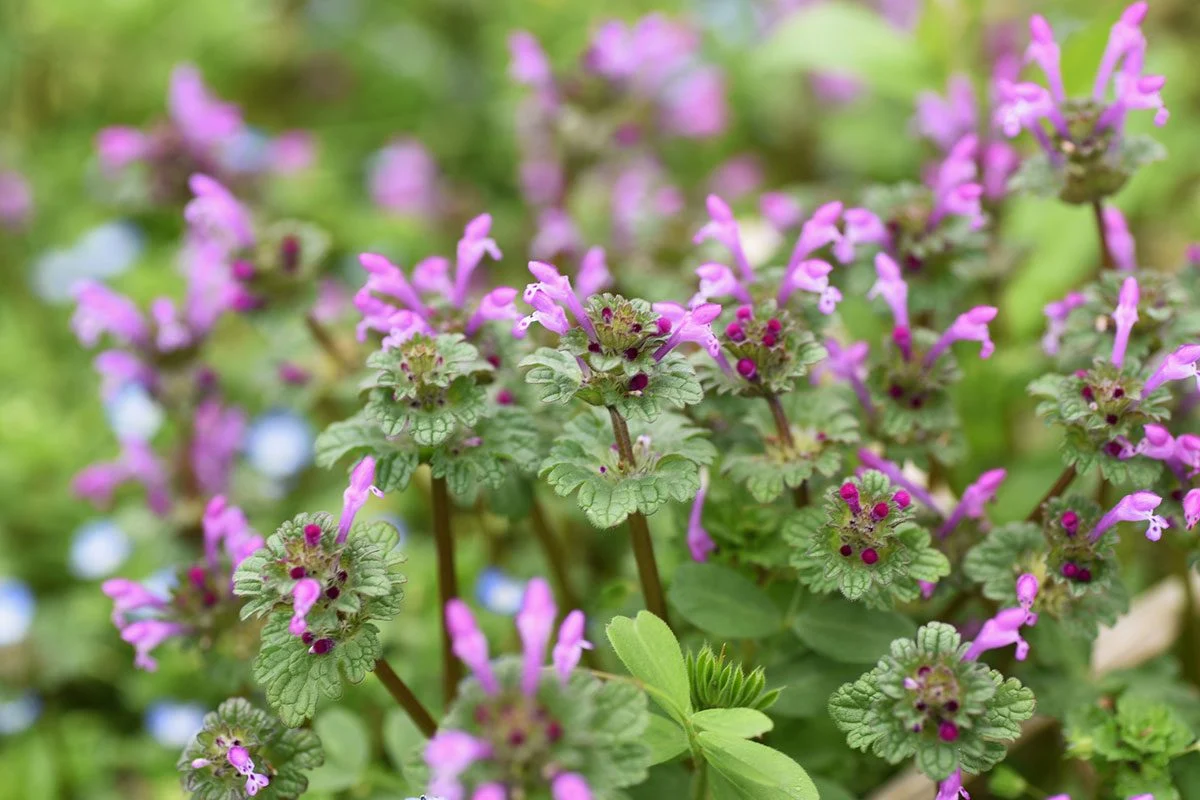 Family: Lamiaceae

SN: Lamium aplexicaule