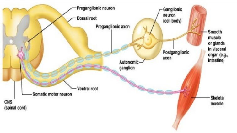 <p>Nervous System we use to control skeletal muscle</p>