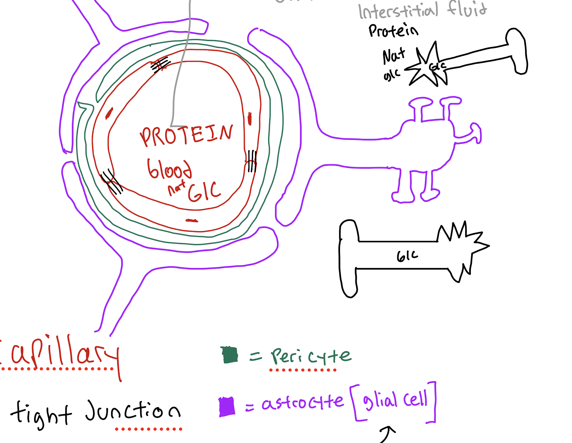<p>(1) capillary endothelium </p><p>(2) pericyte</p><p>(3) astrocyte</p>