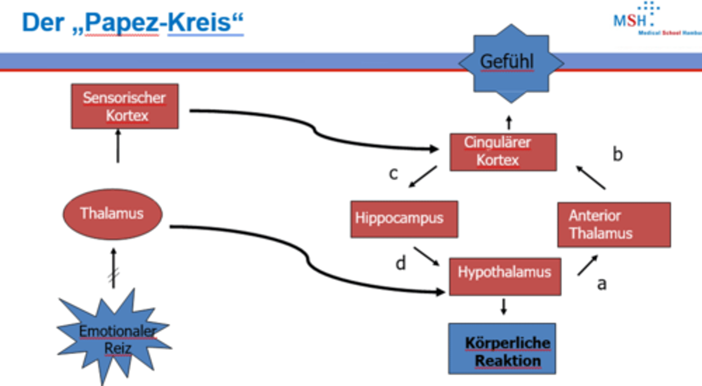 <p>Er ist Teil des Papez-Kreises und spielt eine Rolle bei Gedächtnisfunktionen.</p>