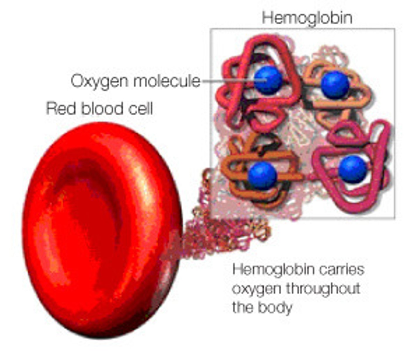<p>A protein in red blood cells that reversibly binds oxygen.</p>