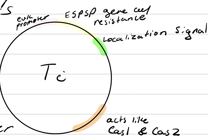 has localization signal, eukaryotic promoter, Cas1/Cas2 type genes, and target gene 
