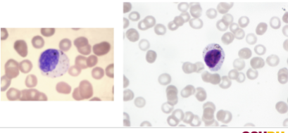 <p>What is the structure and what cell is it in?</p>