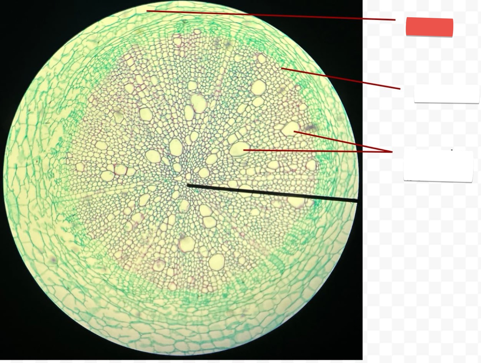 <p>identify the part in red</p>
