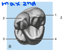 <p><strong>Maxillary 2nd molars </strong>(17,27,37,47) are typically made up of <strong>4 developmental lobes</strong>:</p><ul><li><p><strong>2 buccal lobes</strong>:</p><ul><li><p><strong>Mesiobuccal lobe</strong></p></li><li><p><strong>Distobuccal lobe</strong></p></li></ul></li><li><p><strong>2 lingual lobes</strong>:</p><ul><li><p><strong>Mesiolingual lobe</strong></p></li><li><p><strong>Distolingual lobe</strong></p></li></ul></li></ul><p><em>Note:</em></p><ul><li><p>Max 2nd molar is smaller in proportion to max 1st molar in ALL cusp proportions. </p></li><li><p>In some cases, the <strong>distolingual cusp is very small </strong></p></li><li><p>No lobe of Carabelli</p></li></ul><p></p>