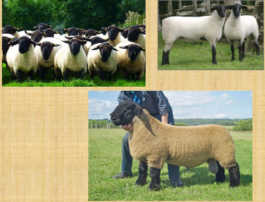 <p>what breed is this</p>