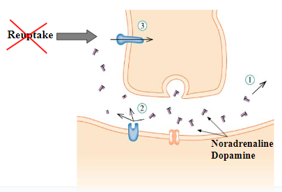 <ul><li><p><span>Cocaine blocks the transporter of noradrenaline and dopamine, thus interfering with their re-uptake and boosting their effect</span></p></li></ul>