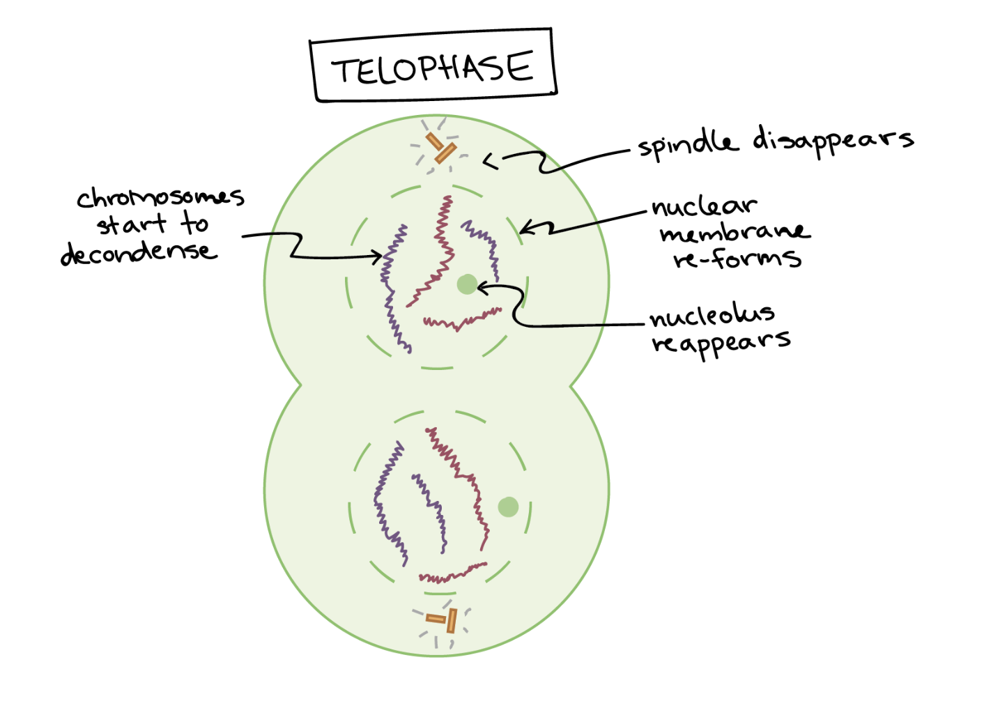 <p>Telophase</p>