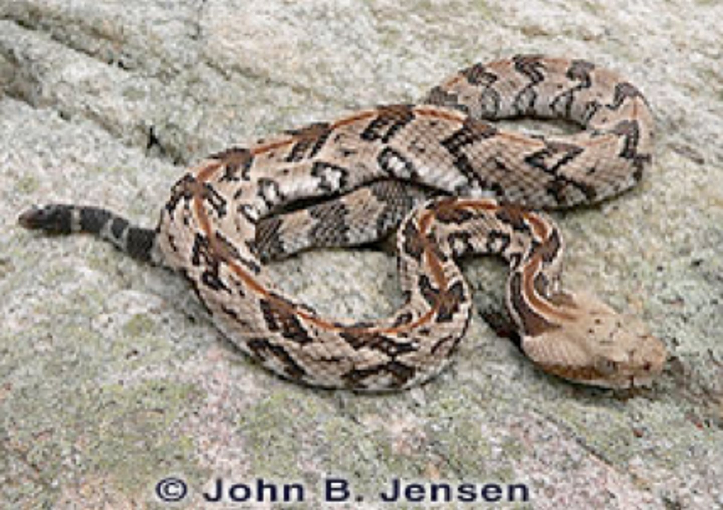<p>- larger</p><p>- banded pattern</p><p>- solid black on tail</p><p>- top of head scales; more numerous and smaller</p>