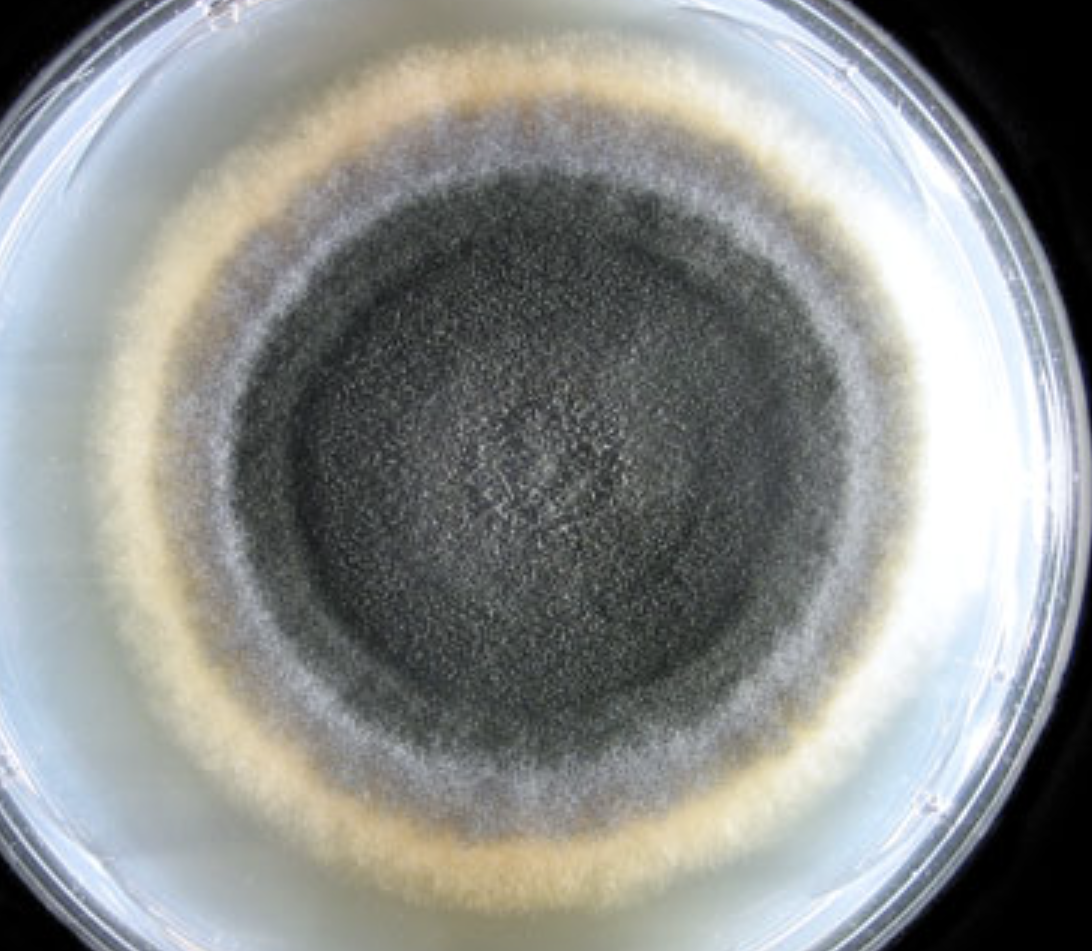 <p>What species is this? Obverse or reverse?</p>