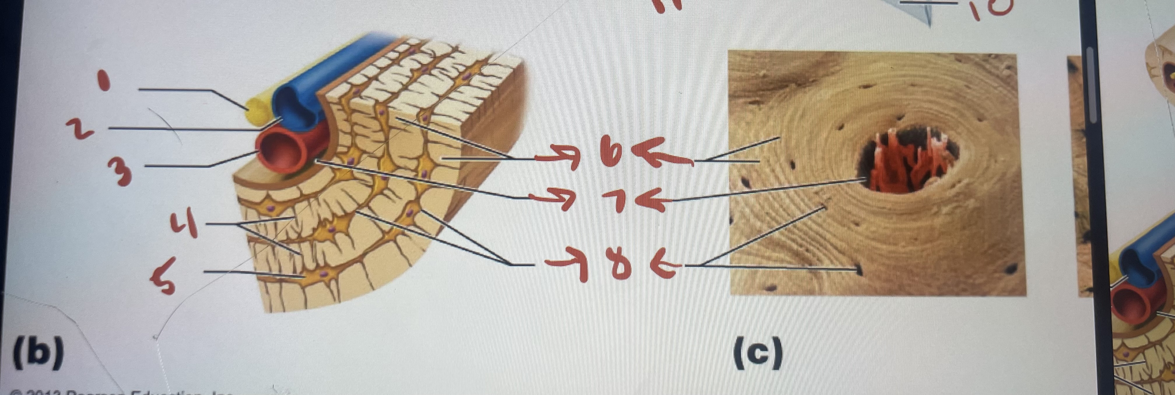 <p>What is located at 3</p>