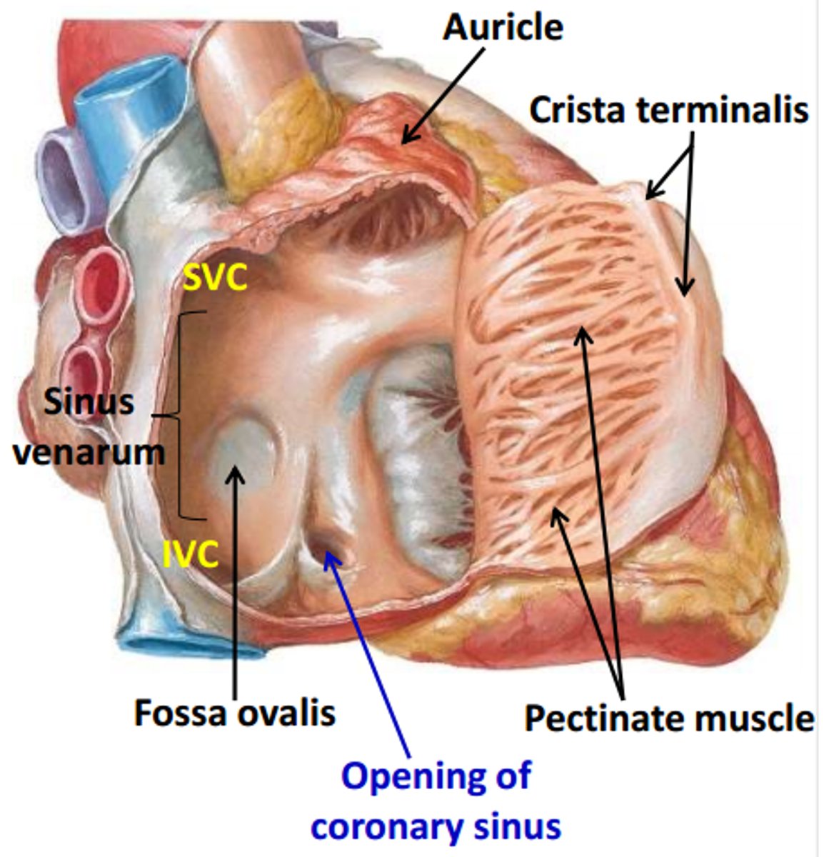 <p>smooth, thin-walled, posterior part; where SVC, IVC, and coronary sinus open</p>
