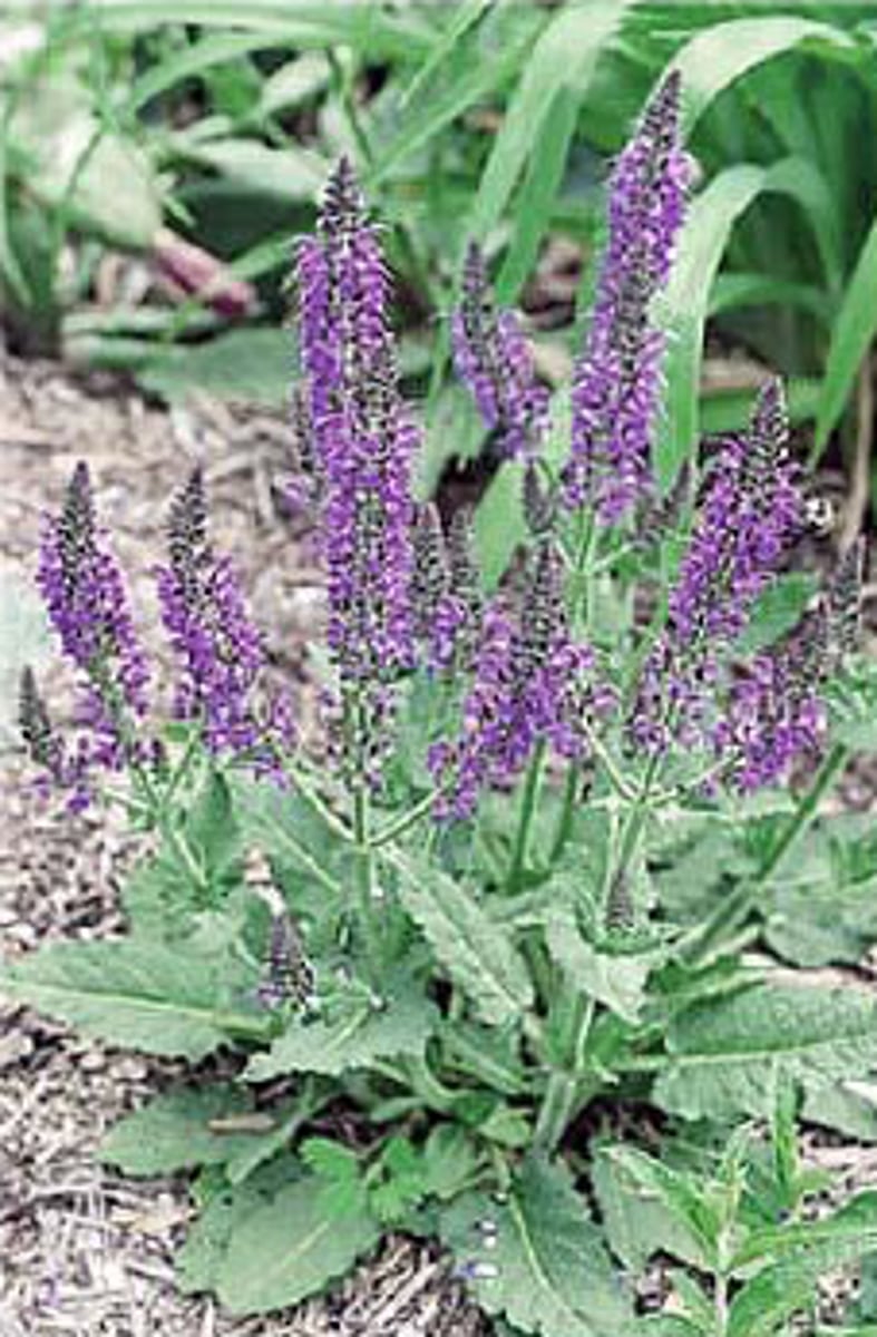 <p>woodland sage</p>