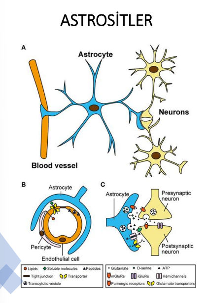 <p>Pia mater’e</p><p>Bazıları da kan damarlarından nöronlara uzatırlar.</p><p>Uzantılarının uçları son ayakları oluşturur.</p><p></p>