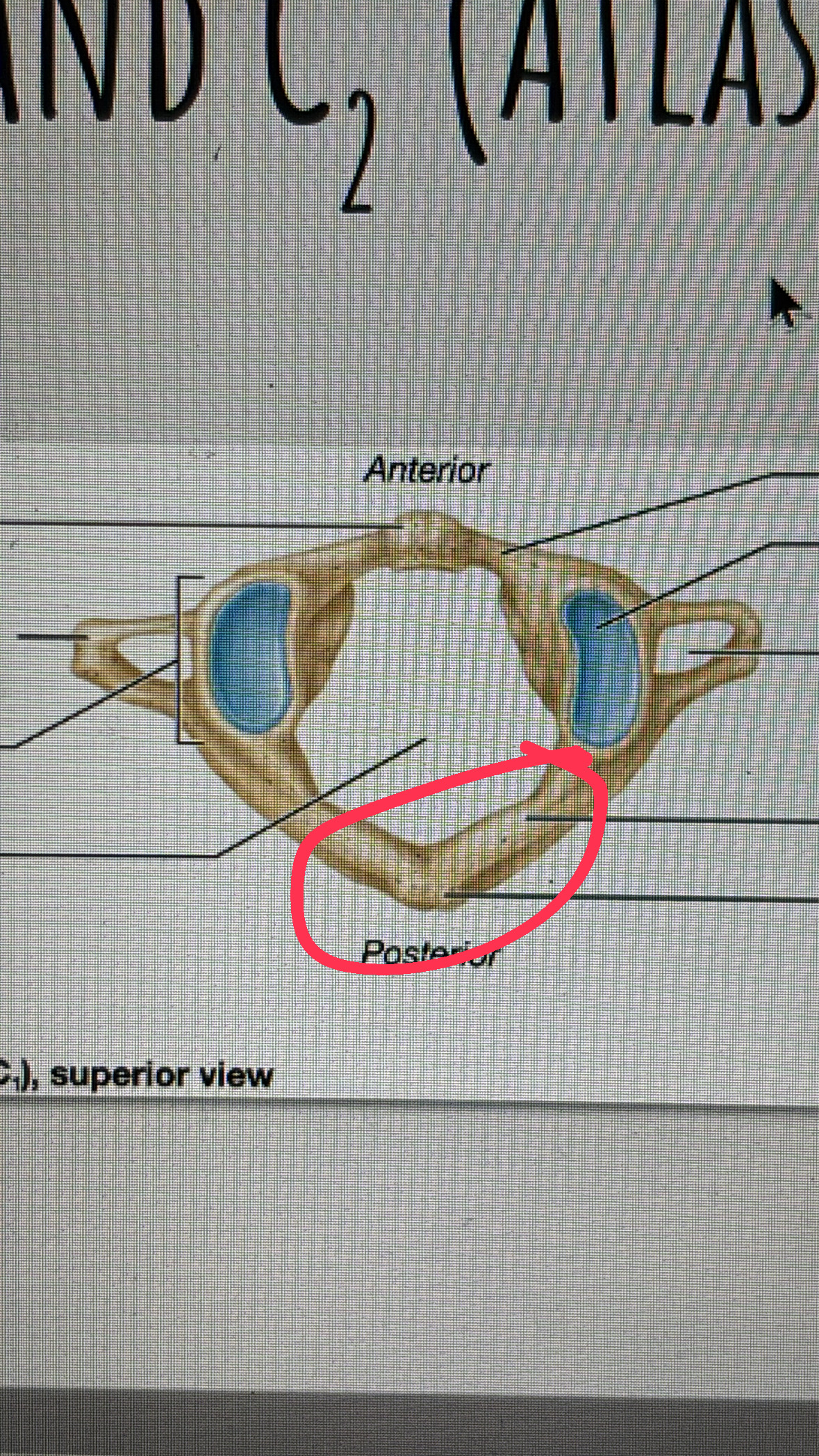 <p>towards the back, mouth of the bat</p>