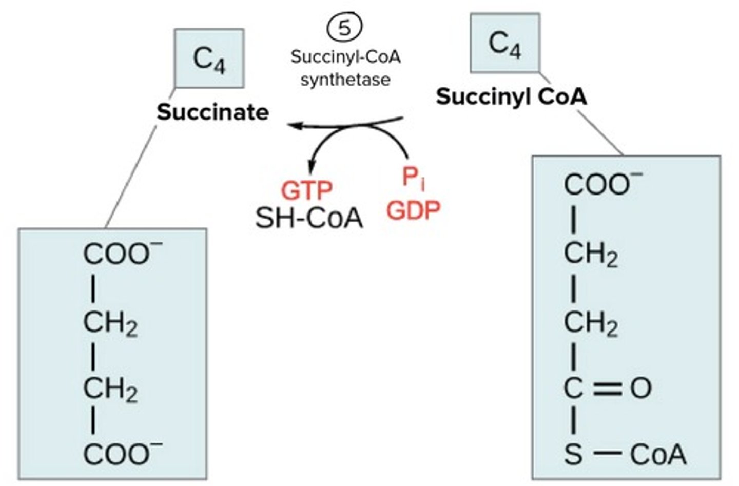 <p>Substrate → Product: Succinyl-CoA → Succinate</p><p>Enzyme: Succinyl-CoA synthetase</p><p>Energy intermediates: GDP + Pi → GTP and ADP+ iP → ATP</p><p>Other Molecules: CoASH released</p><p>Other molecules: CoA-SH released.</p>