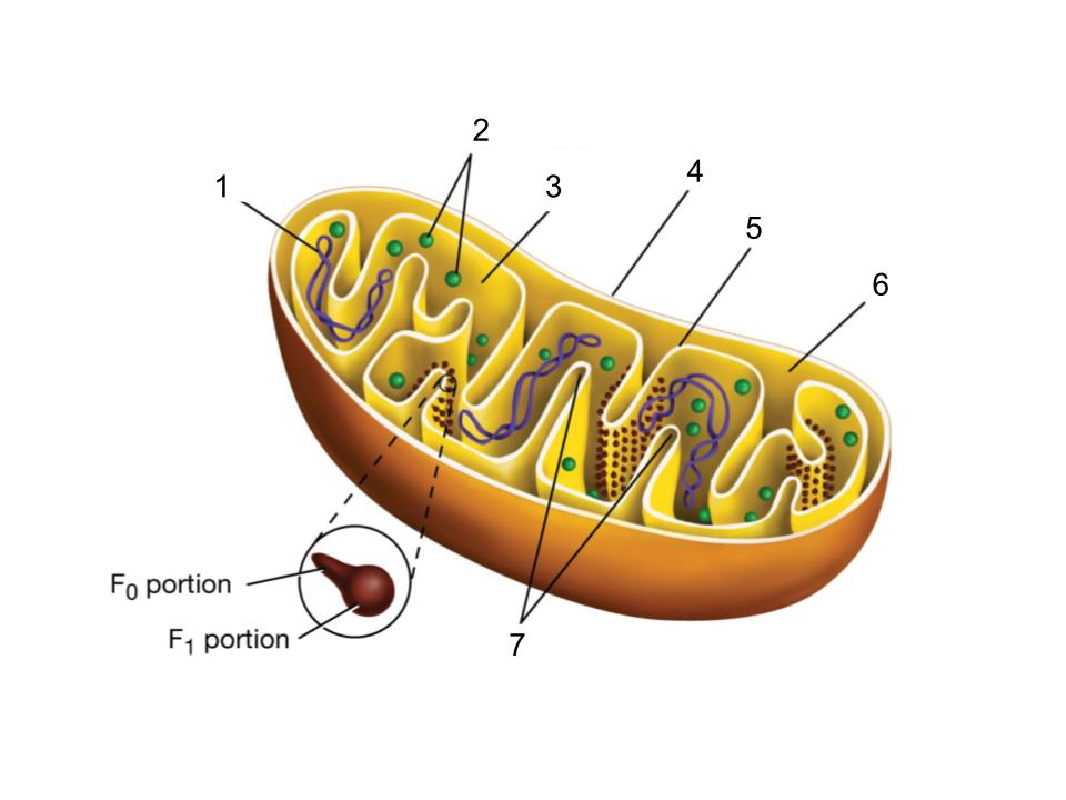<p>inner membrane</p>