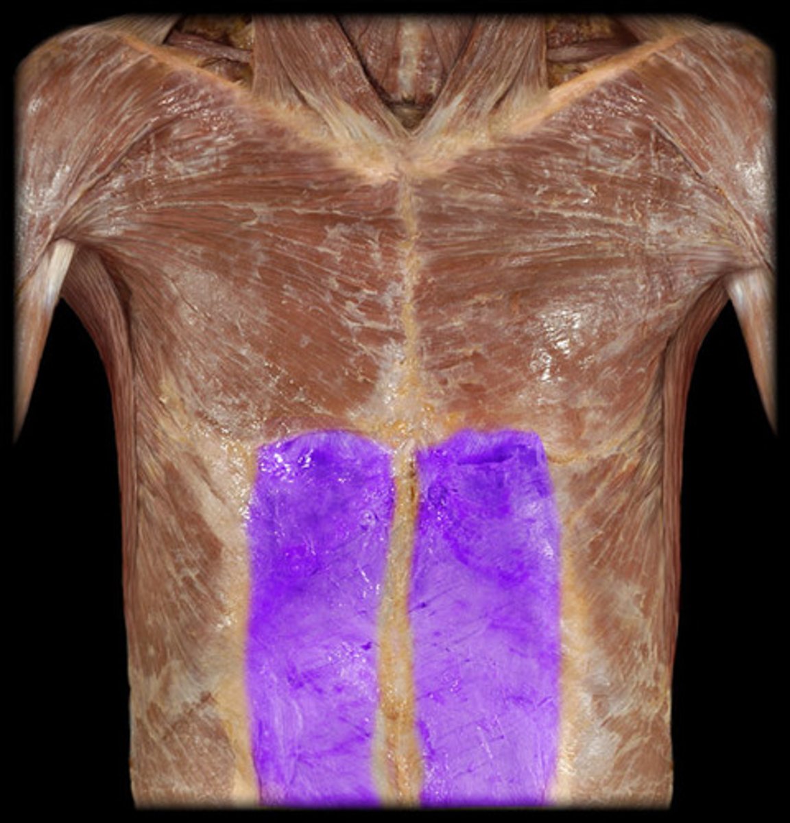<p>Underneath the rectus abdominis muscles.</p>