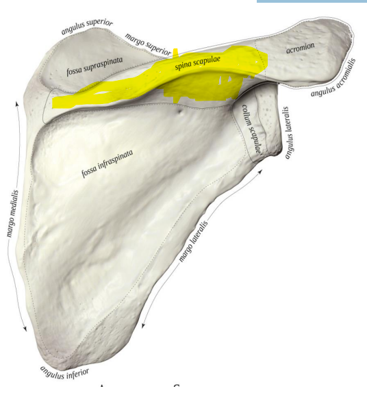 <p>mentės dyglys</p>
