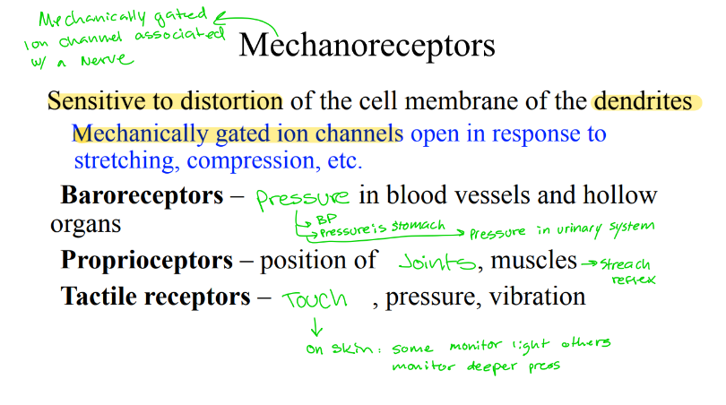 <p>What are mechanoreceptors sensitive to? </p>