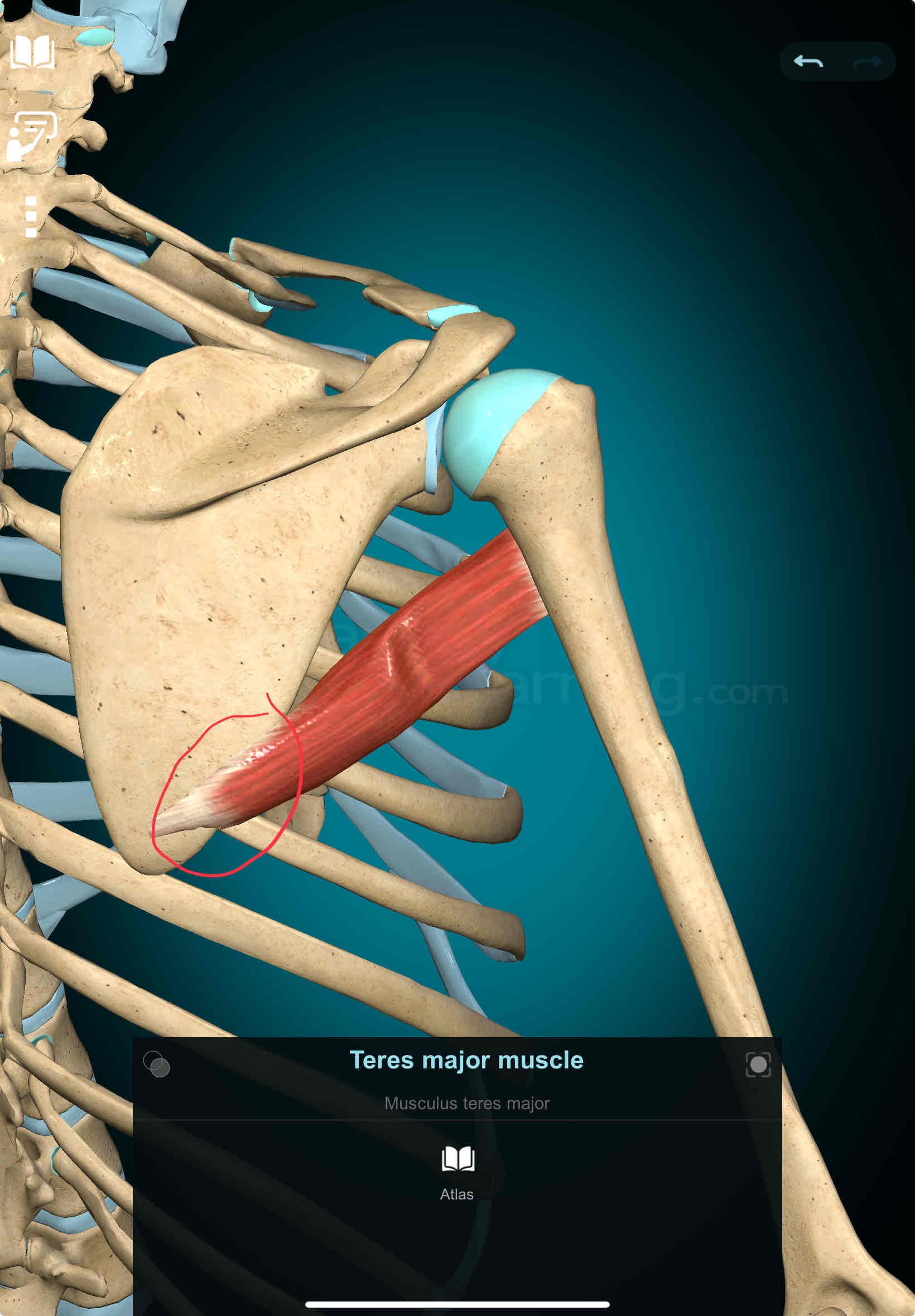 <p>Teres Major Origin</p>
