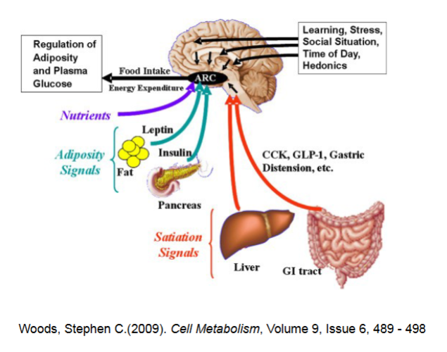 <ul><li><p>Neural signals from digestive tract via vagus nerve</p></li><li><p>Bloodborne signals related to body energy stores (glucose, amino acids, fatty acids)</p></li><li><p>Hormones(grehlin, etc..)</p></li><li><p>To lesser extent, body temperature and psychological factors</p></li></ul><p>All operate through brain thermoreceptors, chemoreceptors, and others</p><p>Food intake is subject to both short- and long-term controls</p>