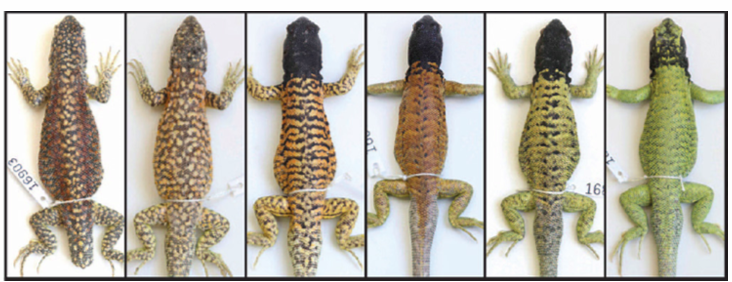 <p>speciation across a continuous geographic are, usually across a habitat transition (2 population live next to each other, not fully separated, but experience <strong>different environemnt </strong>across that boundary)</p>