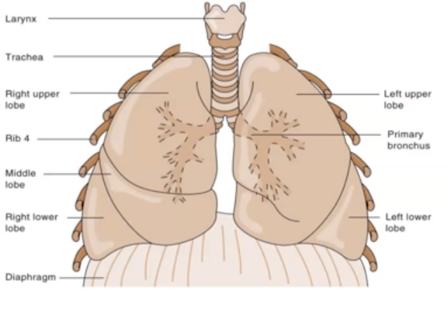 <p>Vertical:</p><ol><li><p>Apex: Near the Clavicle (Superior Portion)</p></li><li><p>Base: rests on diaphragm (inferior portion)</p></li></ol><p>Horizontal:</p><ol><li><p>Left Lung: Two lobes (because of heart tilted towards left, one lobe is not present)</p></li><li><p>Right Lung: three lobes</p></li></ol><p></p>