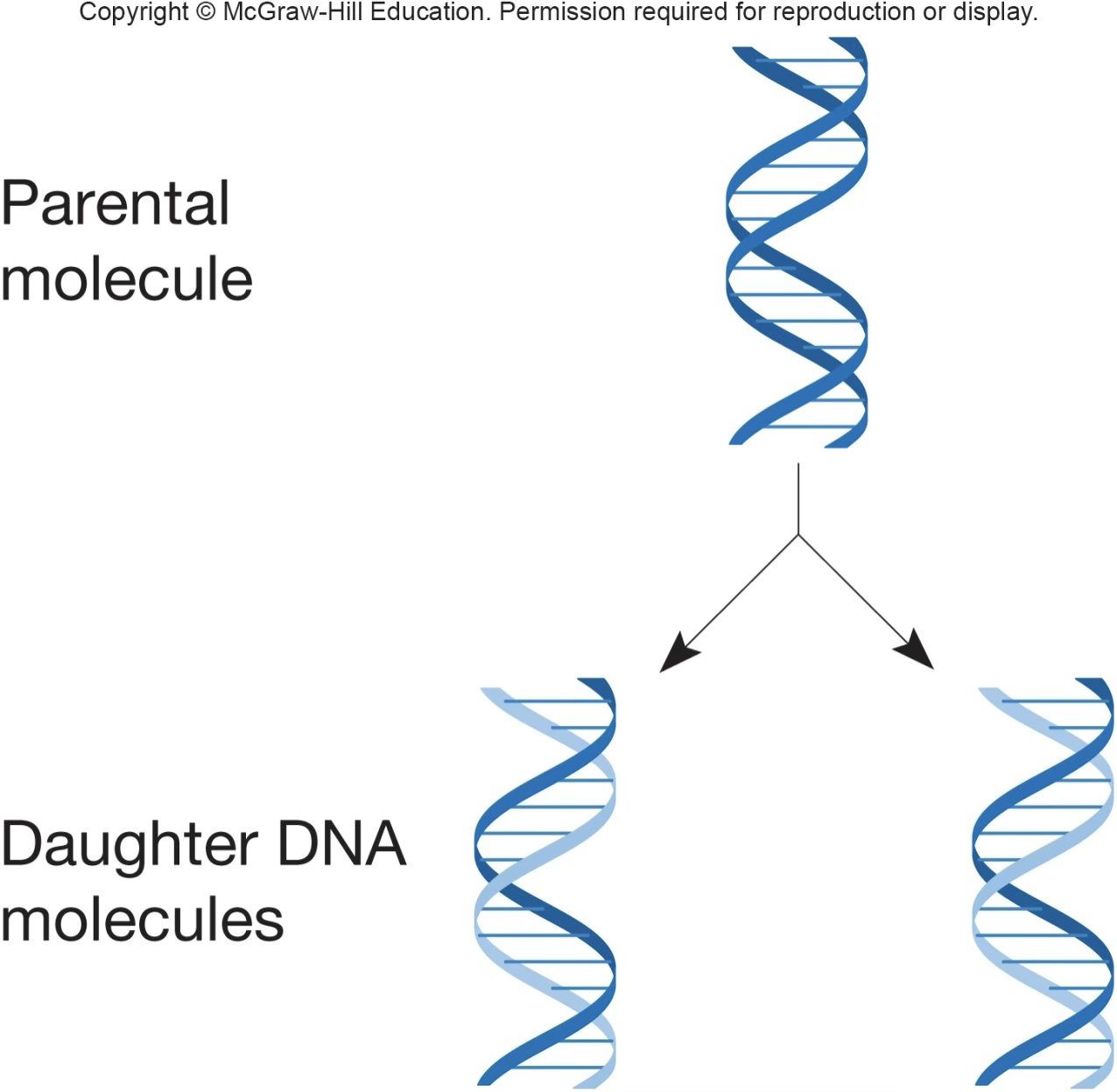 <p>DNA replication is semiconservative</p>