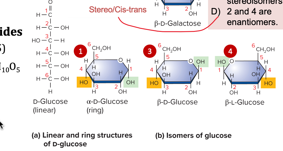 <p>monosaccharides</p>