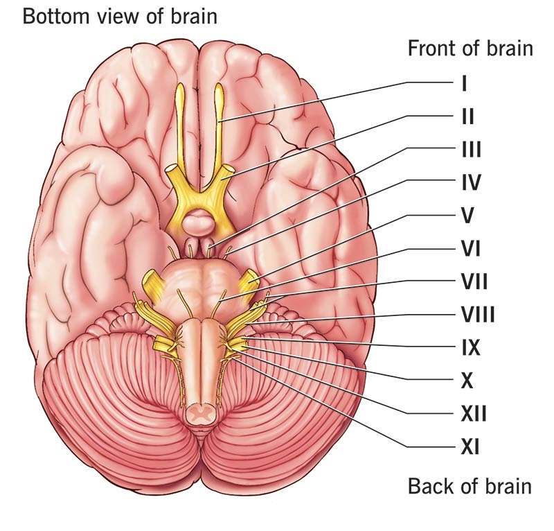<p>Name the 12 cranial nerves (PNS)</p>