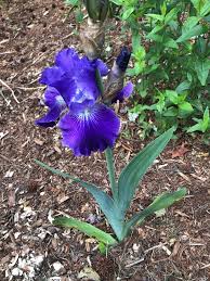 <p><span>Iris x germanica florentina cv. / Bearded Iris</span></p>