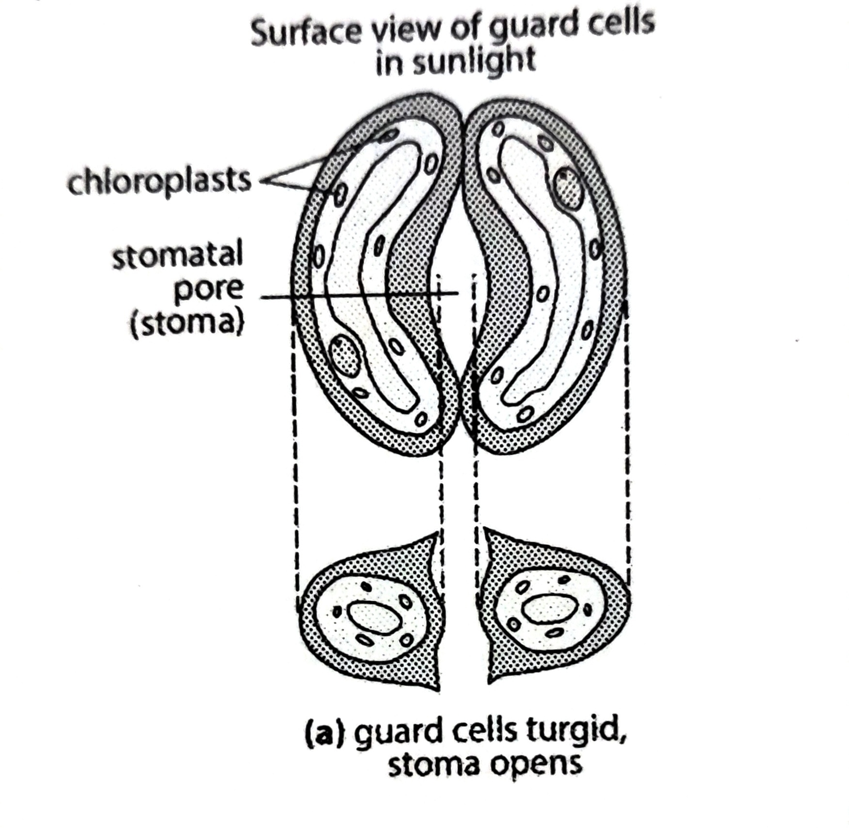 <p>1. guards cells have chloroplast and manufacture glucose photosynthesis</p><p>2. glucose concentration increases, water potential decreases in cell sap</p><p>3. water enters the guard cells by osmosis</p><p>4. becomes turgid and more curved</p><p>5. thin outer wall expands more than the thick inner wall</p><p>6. stomata opens</p>
